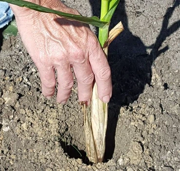 Planting sugarcane Planting sugarcane
