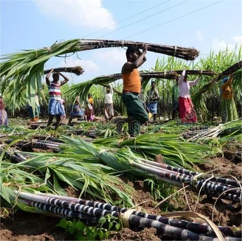 People are harvesting sugarcane People are harvesting sugarcane